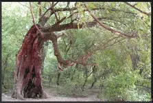 c059.webp
