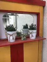 Lavendel.JPG