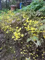 Elfenblume3.JPG