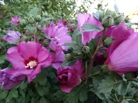 DSC04363.webp