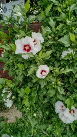 IMG_20180702_165100929_HDR.webp