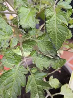 IMG_20210505_195757.webp