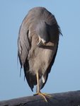 IMG_7144bt (2) - Copy.JPG