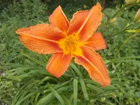 DSCN1407.webp