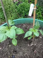 Tomatillo2.webp