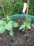 Tomatillo2.JPG