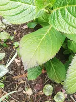 IMG_20210506_132917.webp