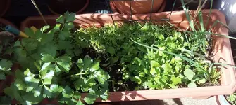 Salat.webp