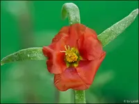 c061.webp