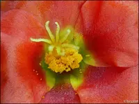 c062.webp
