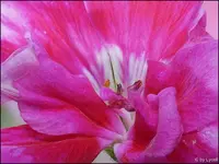 c063.webp