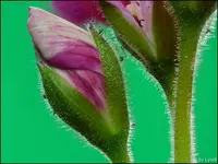 c064.webp