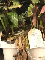 6165BD2C-B2AF-4EAD-8057-6E1AC1E3CC60.webp 6165BD2C-B2AF-4EAD-8057-6E1AC1E3CC60.webp