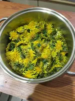 Löwenzahnblüten.webp