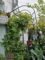 IMG_20210430_182312.jpg