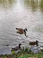 IMG_20210418_161336_1.webp