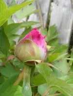 SAM_2415.webp