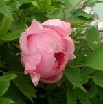 SAM_2416.webp