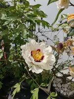 IMG_20210508_110126.webp