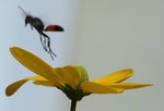 IMG_0147.JPG