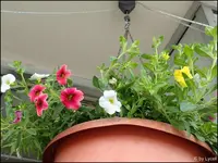c069.webp