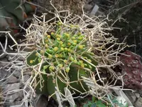 SAM_2409.webp