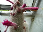 Cleistocactus_strausii_Blüte.JPG