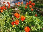 Wilder Garten 1.jpg