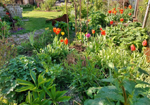 Staudenbeet am 9.5.2021.webp