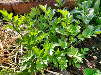 Kräutergarten 1.webp