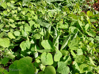 Schattenbeet 1.webp
