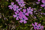 DSC00648.JPG