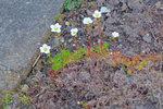 DSC00653.JPG