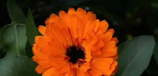 2021blmn26.webp