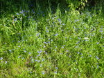 P1030479Ehrenpreis.JPG