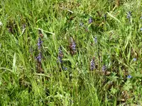 P1030480Günsel.webp