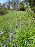 P1030482Bienenesche.JPG