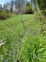 P1030482Bienenesche.webp