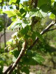 P1030486schwarze Johannisbeere.JPG