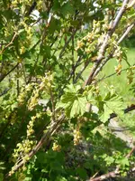 P1030487rote Johannisbeere.webp