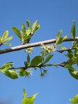 P1030500Mirabelle.JPG