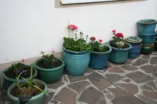 Frühling    0221.webp