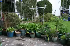 Frühling    0421.webp