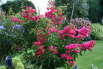 Bougenvillea0115.JPG