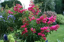 Bougenvillea0115.webp