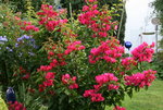 Bougenvillea0415.JPG