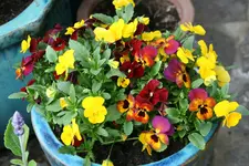 Einjährige     0621.webp