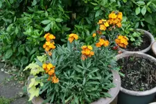 Frühling    0621.webp
