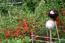 Frühling    0721.webp