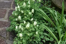 Frühling   0321.webp